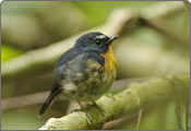 Kashmir Flycatcher, Dachigam National Park