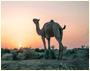 Colorful Heritage Rajasthan